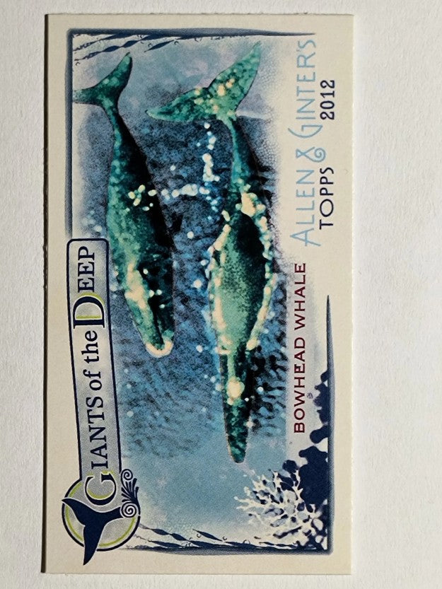 2012 Topps Allen and Ginter Mini Giants of the Deep #GD6 Bowhead Whale