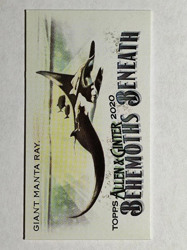 2020 Topps Allen and Ginter Mini Behemoths Beneath #MGB6 Giant Manta Ray