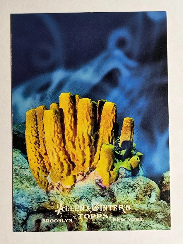 2011 Topps Allen and Ginter Ascent of Man #AOM4 Porifera