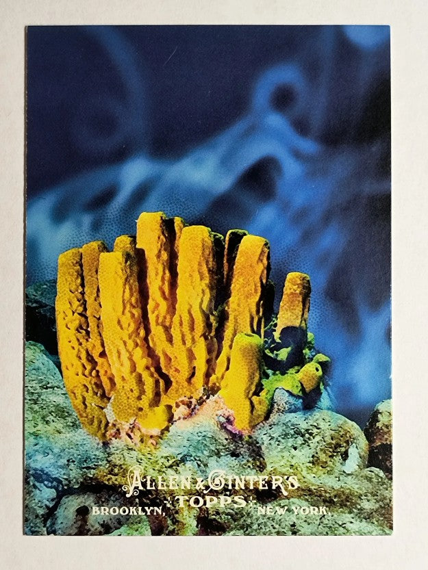 2011 Topps Allen and Ginter Ascent of Man #AOM4 Porifera