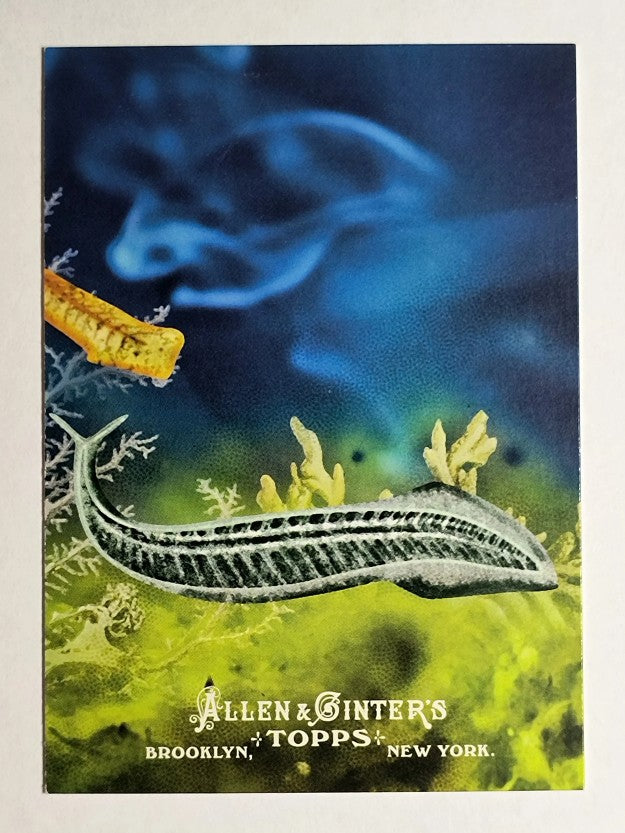2011 Topps Allen and Ginter Ascent of Man #AOM7 Chordates
