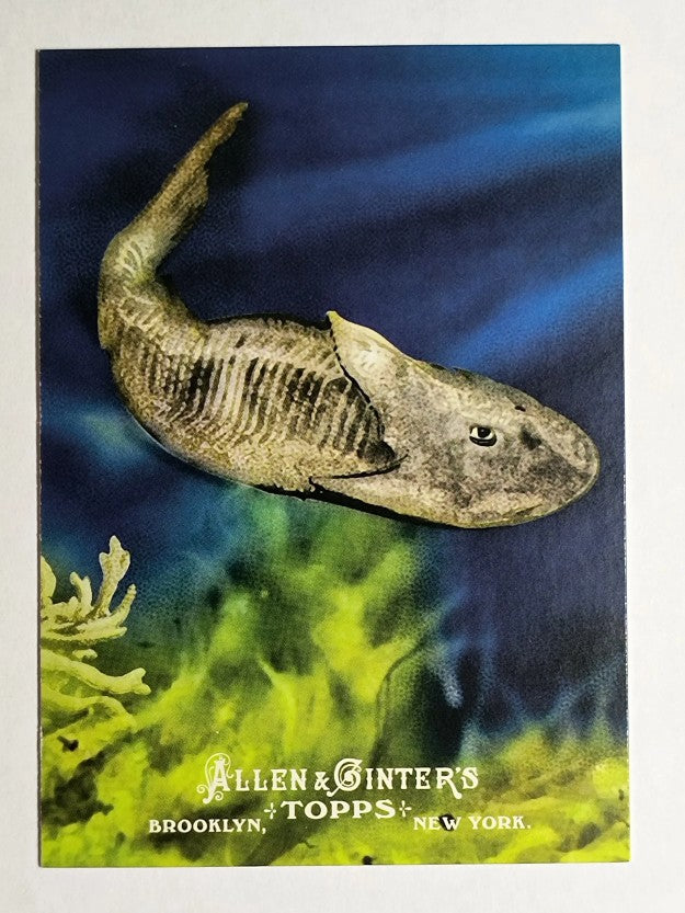 2011 Topps Allen and Ginter Ascent of Man #AOM8 Ostracoderms