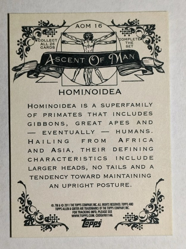 2011 Topps Allen and Ginter Ascent of Man #AOM16 Hominoidea