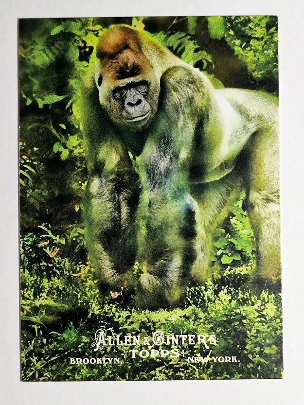 2011 Topps Allen and Ginter Ascent of Man #AOM18 Homininae