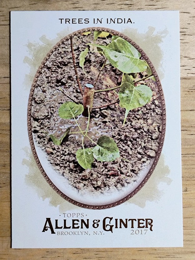2017 Topps Allen and Ginter #52 Trees in India