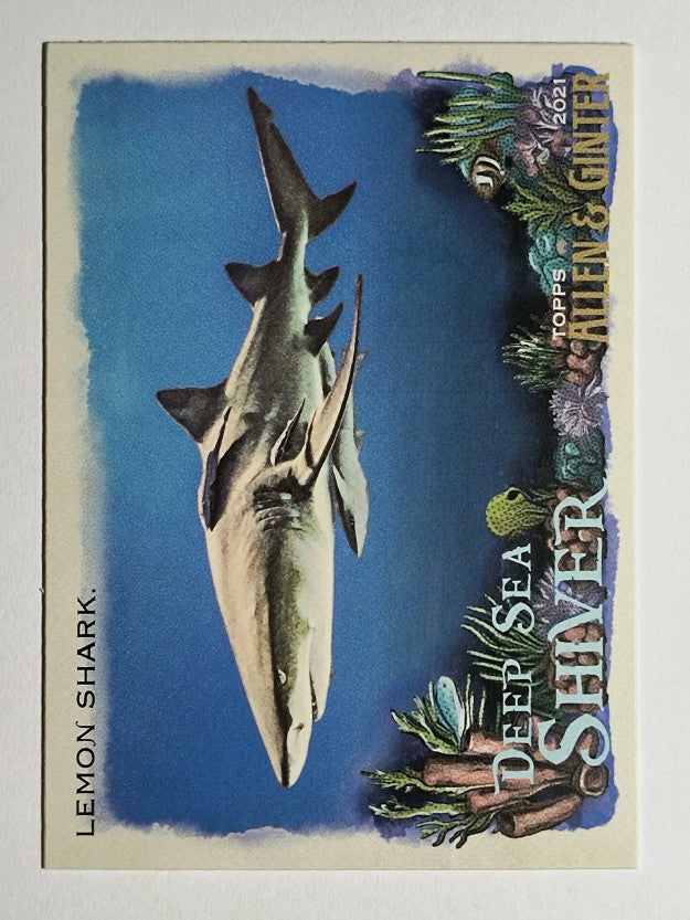2021 Topps Allen and Ginter Deep Sea Shiver #DSS7 Lemon Shark