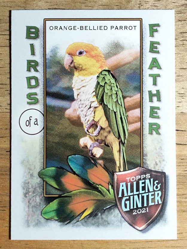 2021 Topps Allen and Ginter Birds of a Feather #BOF9 Orange-Bellied Parrot