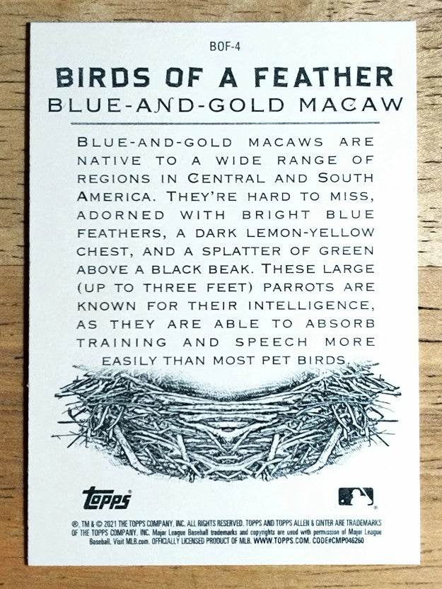 2021 Topps Allen and Ginter Birds of a Feather #BOF4 Blue-and-Gold Macaw