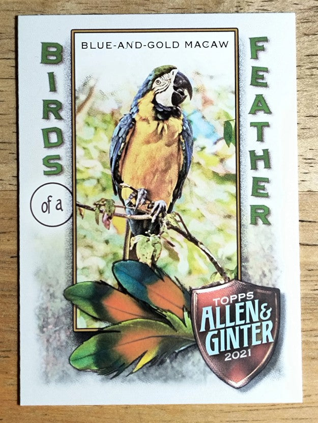 2021 Topps Allen and Ginter Birds of a Feather #BOF4 Blue-and-Gold Macaw