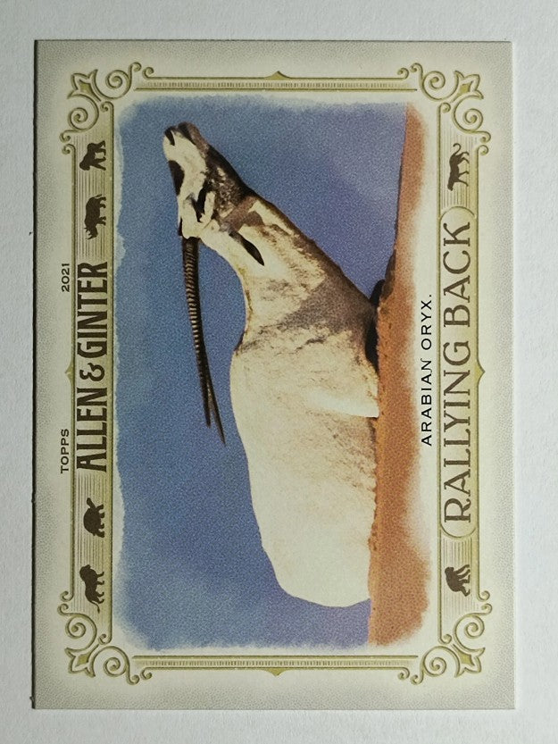 2021 Topps Allen and Ginter Rallying Back #RB4 Arabian Oryx