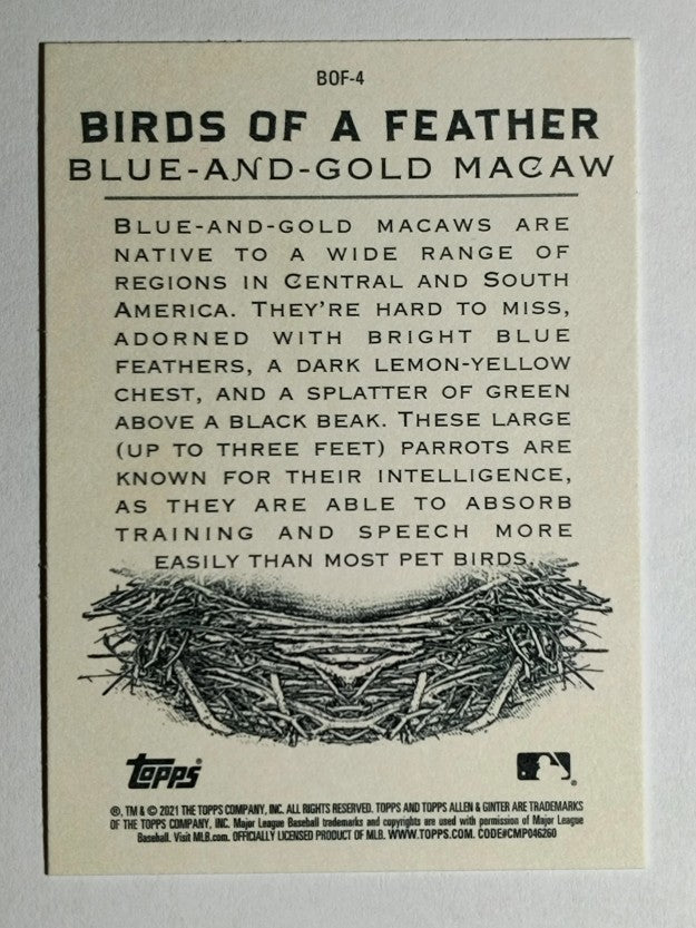 2021 Topps Allen and Ginter Birds of a Feather #BOF4 Blue-and-Gold Macaw