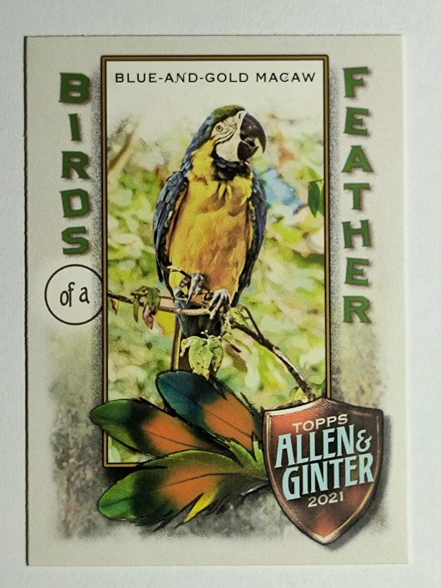 2021 Topps Allen and Ginter Birds of a Feather #BOF4 Blue-and-Gold Macaw