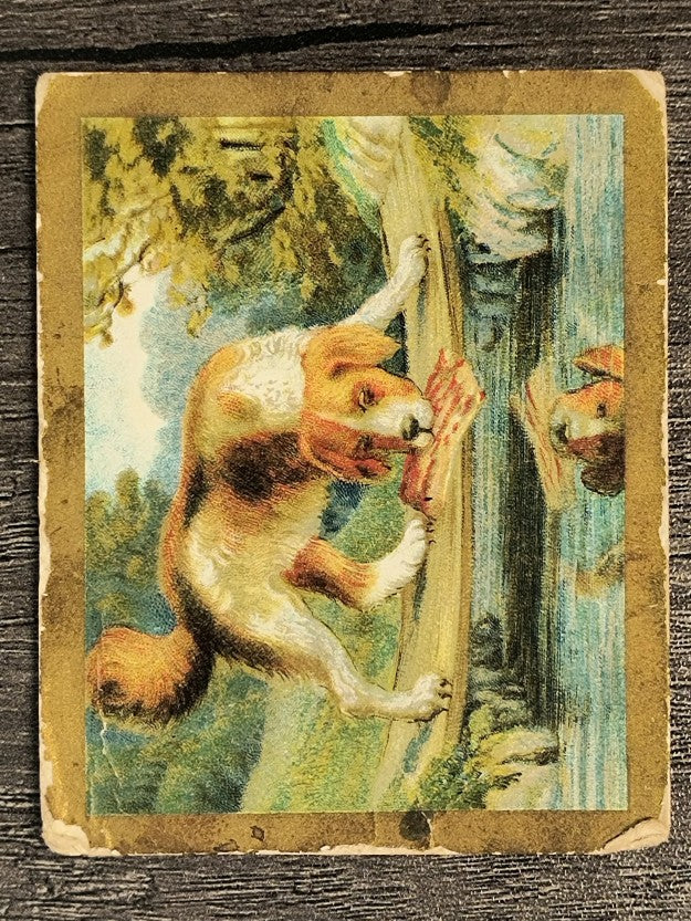 1910 American Tobacco Fable Series T57 #17 The Dog and the Shadow (POOR)