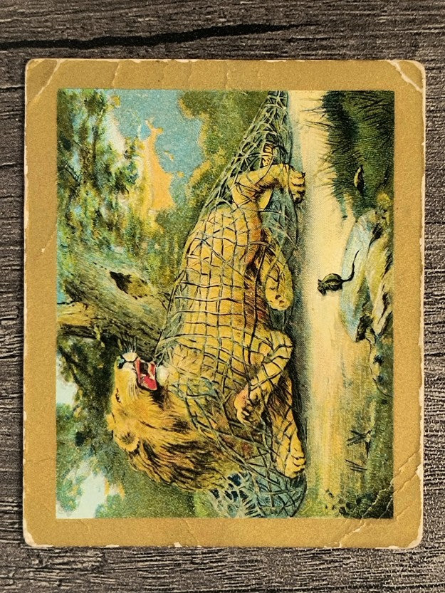 1910 American Tobacco Fable Series T57 #59 The Lion and the Mouse (POOR)