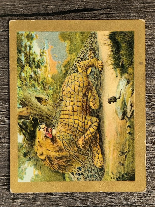 1910 American Tobacco Fable Series T57 #59 The Lion and the Mouse (trimmed)