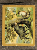 1910 American Tobacco Fable Series T57 #94 The Wild Boar and the Fox (POOR)