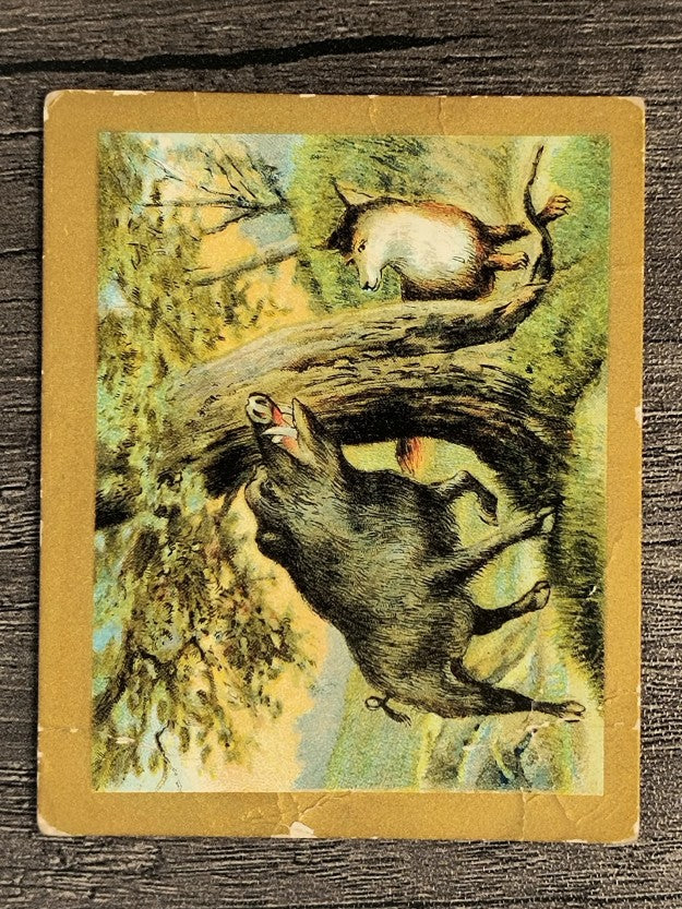 1910 American Tobacco Fable Series T57 #94 The Wild Boar and the Fox (POOR)