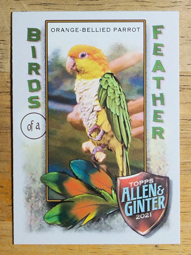 2021 Topps Allen and Ginter Birds of a Feather #BOF9 Orange-Bellied Parrot